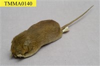 藏品(溝鼠)的圖片